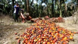 PT Triputra Agro Persada Tbk (TAPG)