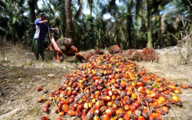 
					PT Triputra Agro Persada Tbk (TAPG)