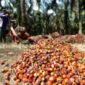 PT Triputra Agro Persada Tbk (TAPG)