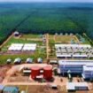 PT Triputra Agro Persada Tbk (TAPG),