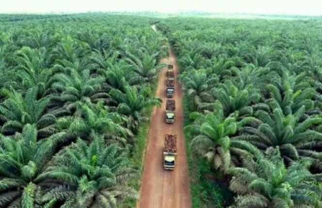 
					PT Nusantara Sawit Sejahtera Tbk (NSSS)